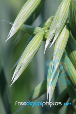 Wild Oats Stock Photo