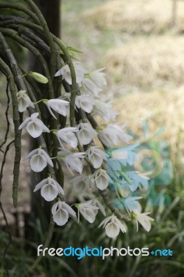 Wild Orchid Flower Plant In Nature Stock Photo