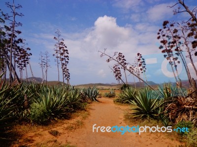 Wild Path Stock Photo