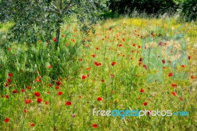 Wild Poppies In A Field In Tuscany Stock Photo