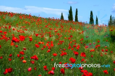 Wild Poppies In A Field In Tuscany Stock Photo