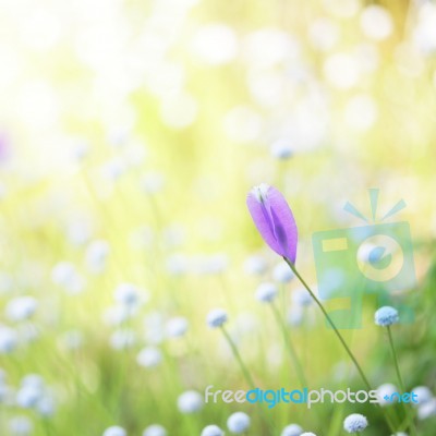 Wild Purple Flowers Stock Photo