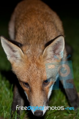 Wild Red Fox Stock Photo