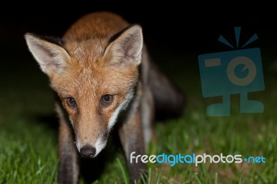 Wild Red Fox Stock Photo