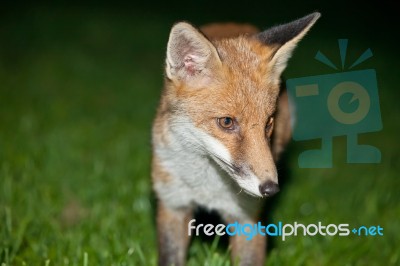 Wild Red Fox Stock Photo