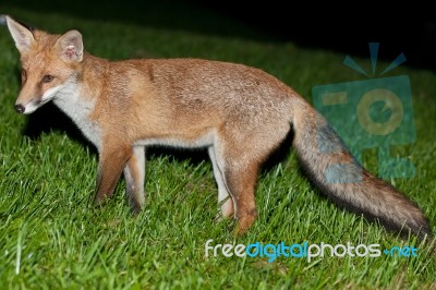 Wild Red Fox Stock Photo