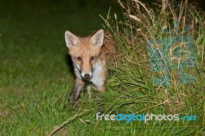 Wild Red Fox Stock Photo