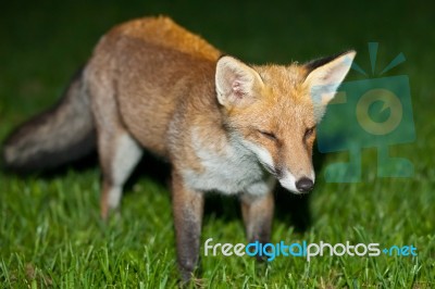 Wild Red Fox Stock Photo