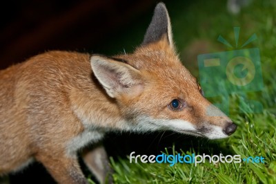 Wild Red Fox Stock Photo