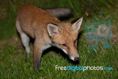 Wild Red Fox Stock Photo