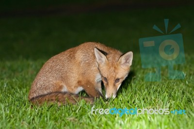 Wild Red Fox Stock Photo