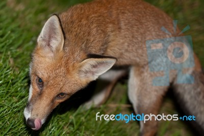 Wild Red Fox Stock Photo