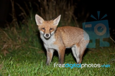 Wild Red Fox Stock Photo