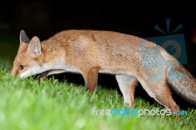 Wild Red Fox Stock Photo