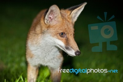 Wild Red Fox Stock Photo