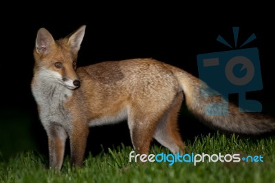 Wild Red Fox Stock Photo