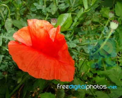 Wild Red Poppy Stock Photo