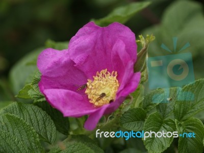 Wild Rose Stock Photo