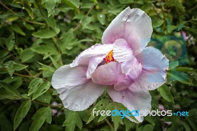 Wild Rose Covered In Raindrops Stock Photo