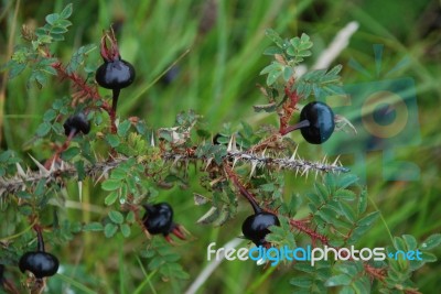 Wild Rose Hips Stock Photo