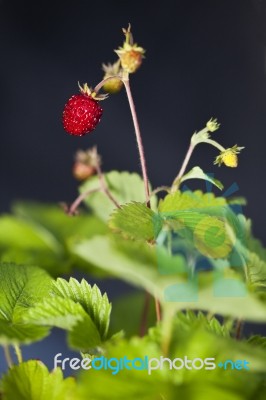 Wild Strawberry Stock Photo