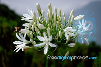 Wild White Agapanthus (agapanthaceae} By The Roadside In Madeira… Stock Photo