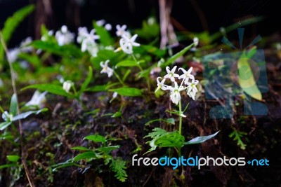 Wild White Flowering Plants In A Crack Of Mountain With Moss Stock Photo