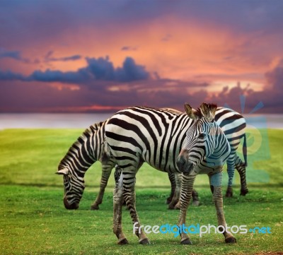 Wild Zebra Standing In Green Grass Field Against Beautiful Dusky… Stock Photo