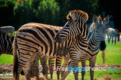 Wild Zebra Standing In Green Grass Field Against Beautiful Dusky… Stock Photo