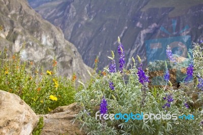 Wildflowers In The Andes Stock Photo