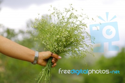 Wildflowers In Woman's Hand In The Garden Stock Photo