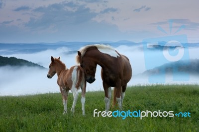 Wildlife Stock Photo