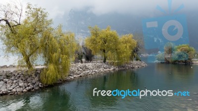 Willow Trees On The Shore At Riva Del Garda Stock Photo