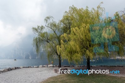 Willow Trees On The Shore At Riva Del Garda Stock Photo