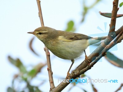 Willow Warbler Stock Photo