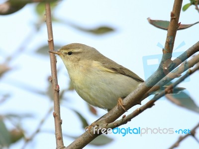 Willow Warbler Stock Photo