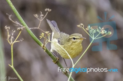 Willow Warbler Stock Photo