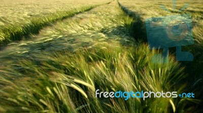 Wind On Barley Stock Photo