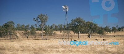 Windmill And Cows In The Countryside During The Day Stock Photo