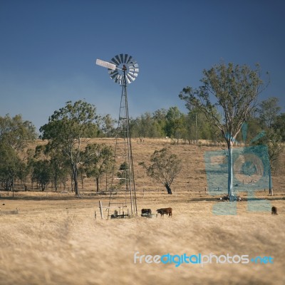 Windmill And Cows In The Countryside During The Day Stock Photo