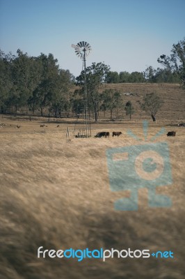 Windmill And Cows In The Countryside During The Day Stock Photo