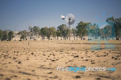 Windmill And Cows In The Countryside During The Day Stock Photo