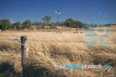 Windmill And Cows In The Countryside During The Day Stock Photo