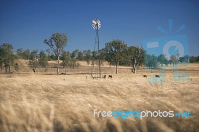 Windmill And Cows In The Countryside During The Day Stock Photo