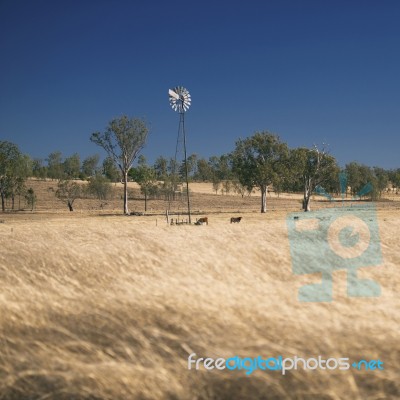 Windmill And Cows In The Countryside During The Day Stock Photo