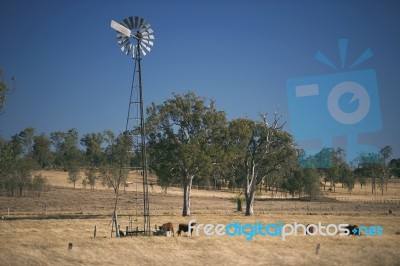 Windmill And Cows In The Countryside During The Day Stock Photo