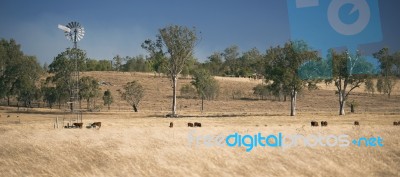 Windmill And Cows In The Countryside During The Day Stock Photo