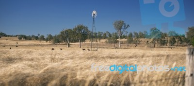 Windmill And Cows In The Countryside During The Day Stock Photo