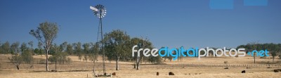 Windmill And Cows In The Countryside During The Day Stock Photo