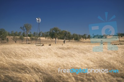 Windmill And Cows In The Countryside During The Day Stock Photo